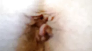 سليم سكسي محار الصديقات العليا العربدة في القاعة